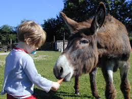 Camping A La Ferme