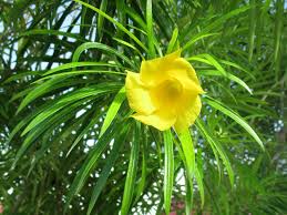 Image result for Cascabela