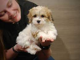 Striving to provide you the perfect puppy! Teddy Bear Puppies Petland Iowa City