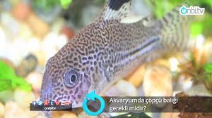 Akvaryumda Copcu Baligi Gerekli Midir Youtube