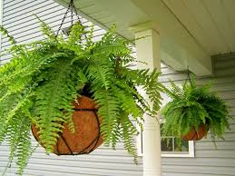 Farnpflanzen im garten sind schön anzusehen. Blumentopf Farne Schatten Schwertfarn Haengetopf Terrasse Ueberdachung Hangepflanzen Draussen Veranda Pflanzen Zimmerpflanzen
