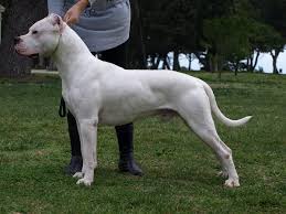 Dog Argentinian Wikipedia