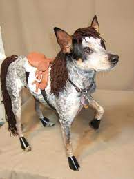 Easy Diy Horse Costume For Dogs Pet Costume For Halloween Best Dog Costumes Pet Halloween Costumes Dog Costumes