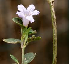 Image result for Ruellia patula