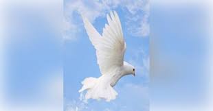 Emilio Sotelo Pinales Obituary (2023)