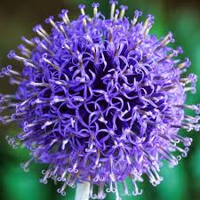 Image result for globe thistle