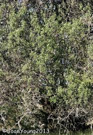 Image result for Ehretia rigida