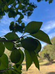 Image result for Volkameria glabra