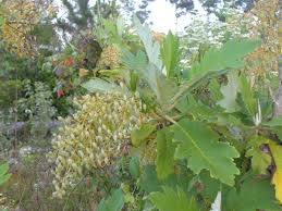 Image result for Bocconia