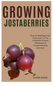 Image result for jostaberry