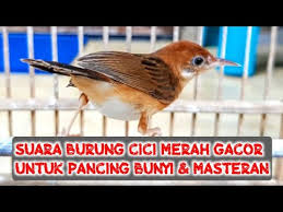 Republik kicau mania 489 views2 months ago. Suara Burung Cici Merah Untuk Masteran Dan Pancingan Youtube