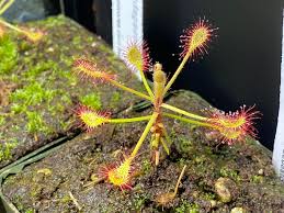 Image result for Drosera madagascariensis