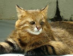 Read about the different types of animals at howstuffworks. Pampas Cat Life Expectancy