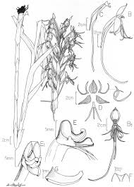 Image result for Platycoryne affinis