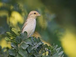 Image result for Isachne buettneri