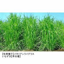 牧草種子 イタリアンライグラス いなずま 早生種 1kg 短期利用型飼料作物用 カネコ種苗製 イタリアンライグラス タネ 飼料 牧草用 たまごや商店