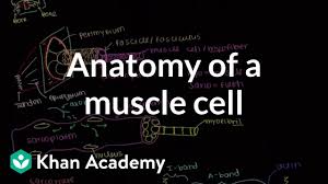 We did not find results for: Anatomy Of A Skeletal Muscle Cell Video Khan Academy
