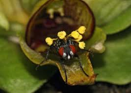 Image result for Craterostigma pumilum