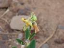 Image result for Crotalaria morumbensis