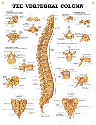 The lumbar vertebrae consist of five individual cylindrical bones that form the spine in the lower these vertebrae carry all of the upper body's weight while providing flexibility and movement to the. The Vertebral Column Chart 20x26 Human Anatomy And Physiology Anatomy Human Spine