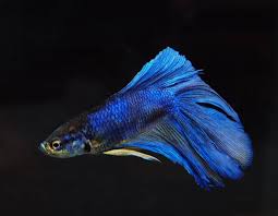 It's a #1 bestseller in aquarium kits category and has many popular alternatives in the same price range. Betta Falls Home Facebook