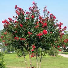 'ebony fire', 'ebony flame' 'ebony flame' and 'ebony & ivory' have upright growth habits, while. Red Rocket Crape Myrtle Tree In 2021 Myrtle Tree Crape Myrtle Crape Myrtle Trees