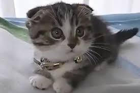 New epic jb girls | cute kittens (pages: Cutest Kittens Ever Cute Kittens Photo 41483176 Fanpop