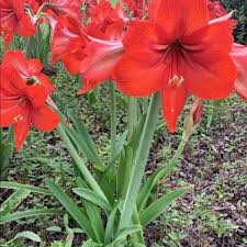 The heart of each flower is dark red. Other Red Ferrari Amaryllis Dm For Number Poshmark
