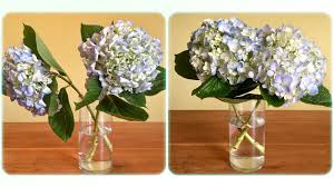 Modern bouquets & unique plants designed to impress. How To Revive Dead Flowers