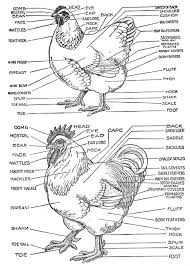 Chicken Diagram And Anatomy Of A Chicken Pictures And Labels Chicken Anatomy Chicken Pictures Chicken Coop