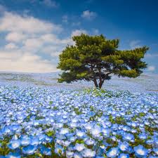 It is one of the best flowering cactus plants on the list! Japan S Baby Blue Eyes Nemophila Flowers Are On A Hill Overlooking The Pacific Ocean Hitachi Seaside Park Flowers Japan