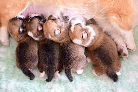 Dog Pregnancy Signs Care And Preparing For Puppies American Kennel Club