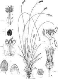 Image result for Mesanthemum africanum