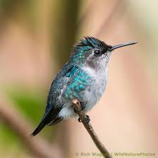 Wildnaturephotos Blog Wildlife And Nature Stock Photography Blog Bee Hummingbird Hummingbird Beautiful Birds