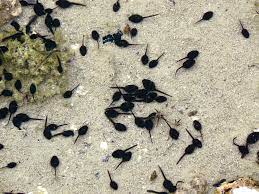 Check spelling or type a new query. Introduction To Tadpoles And Id The Infinite Spider