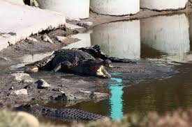 Media in category teluk sengat crocodile farm. Teluk Sengat Crocodile Farm Escapy Travel Mag
