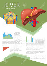 Human Liver Infographic Poster With Chart Diagram And Icon