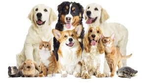 We love our customers, so feel free to visit during normal business hours. Mattawan Animal Hospital Home
