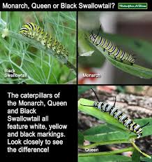 Black And White Striped Caterpillar With Yellow Sides Comparison Between The Monarch Queen And Black Swallowtail Larvae Monarch Butterfly Garden Swallowtail Butterfly Monarch Butterfly Conservation
