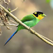 Black Bird With Long Tail India Long Tailed Broadbill Beautiful Birds Birds Long Tail