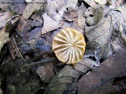 Image result for Marasmius siccus