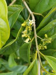 Image result for Icacinaceae