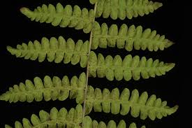 Image result for Thelypteris confluens