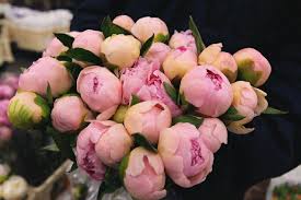 A Garden To Walk In And Immensity To Dream In Meaning Nikki Shik Rose Flowers