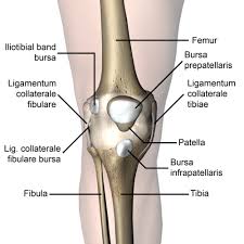 The ottomans, who started as a small emirate in the countryside just east of bursa,took control of their first major city, bursa. Prepatellar Bursitis Physiopedia