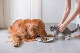 Can Cats Eat Dog Food What Is Dog Food Made Of Dog Food Recipes Canine Food Cat Feeding