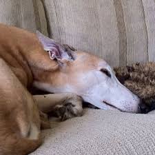 We are dedicated to finding good homes for greyhounds that retire from the racetrack, and spreading the word that greyhounds make great pets. Ray The Retired Greyhound He Looks Just Like Hank Dog Friends Greyhound Pictures Greyhound