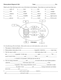 Now updated, there is now an optional word bank for the diagram, i don't think that i can add ano. Photosynthesis Diagram And Skit Worksheet Answers Fill Online Printable Fillable Blank Pdffiller