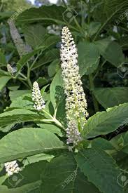 Image result for Phytolaccaceae