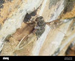 Image result for Radinosiphon leptostachya